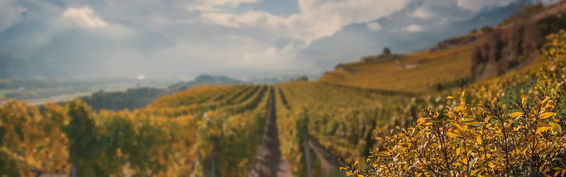 Nos favoris d’automne